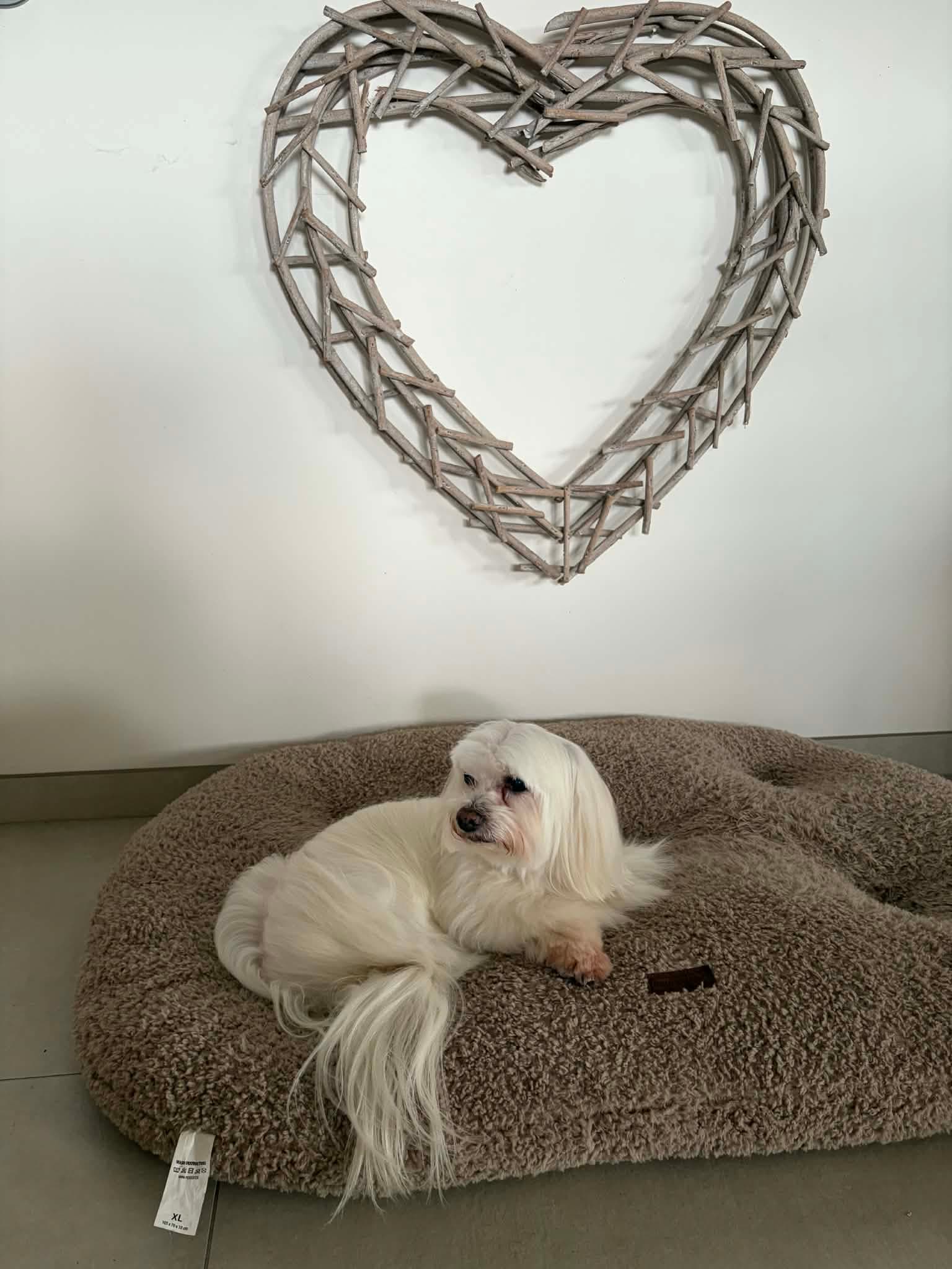 Chien toiletté chez Cally Toilettage